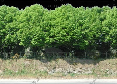 Tree line Roadside.tga